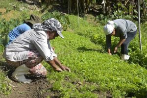 Com investimento de R$ 38,6 milhões em maio, PTR Rural fortalece autonomia de 14,4 mil famílias da Bacia do Rio Doce