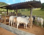 Instituto Mineiro de Agropecuária inicia atualização de rebanhos no estado