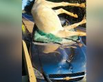 Acidente na MG-050 em Pimenta envolve carro e cavalo; e deixa dois feridos