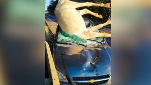 Acidente na MG-050 em Pimenta envolve carro e cavalo; e deixa dois feridos