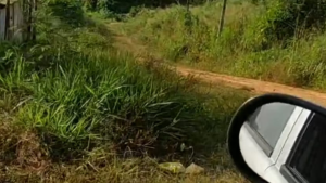 Morador denuncia abandono e mato alto em quarteir&atilde;o da rua Bom Sucesso, em Divin&oacute;polis