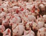 Suinocultura mineira enfrenta prejuízos
