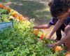 Agro na Escola une educação e prática no campo em Belo Oriente