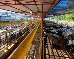 Frigor&iacute;fico mineiro reabilitado para a China&nbsp;