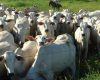Cadeia de carnes impulsiona desempenho do agronegócio mineiro em 2025
