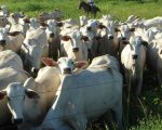Cadeia de carnes impulsiona desempenho do agronegócio mineiro em 2025