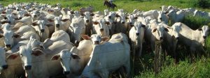 Cadeia de carnes impulsiona desempenho do agroneg&oacute;cio mineiro em 2025