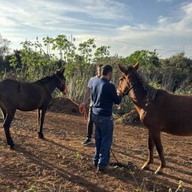 Polícia resgata burros presos pelos pés a uma árvore, em Carmo do Cajuru