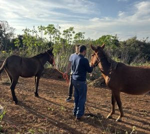Polícia resgata burros presos pelos pés a uma árvore, em Carmo do Cajuru