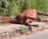 Cavalo morto abandonado em via pública causa revolta de moradores em Ermida