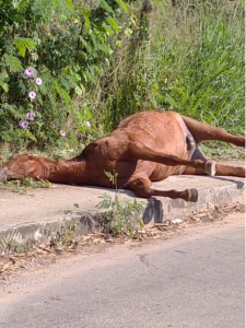 Cavalo morto abandonado em via pública causa revolta de moradores em Ermida
