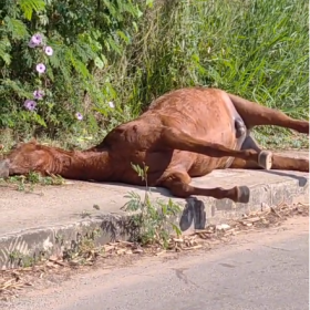 Cavalo morto abandonado em via pública causa revolta de moradores em Ermida