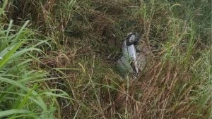 Carro cai em ribanceira e mulher fica ferida na MG-050, em Divinópolis