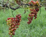 Projetos em vitivinicultura da Epamig apoiam a produção de uva e vinho por agricultores familiares em Caldas e região