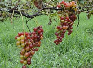 Projetos em vitivinicultura da Epamig apoiam a produção de uva e vinho por agricultores familiares em Caldas e região