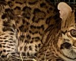 Jaguatirica é devolvida à natureza após recuperação no Cetas de Juiz de Fora
