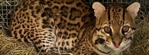 Jaguatirica &eacute; devolvida &agrave; natureza ap&oacute;s recupera&ccedil;&atilde;o no Cetas de Juiz de Fora