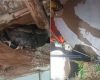 Jiboia é encontrada dentro de casa no Buritis, em Divinópolis
