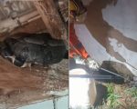 Jiboia é encontrada dentro de casa no Buritis, em Divinópolis