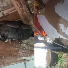 Jiboia é encontrada dentro de casa no Buritis, em Divinópolis