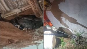 Jiboia é encontrada dentro de casa no Buritis, em Divinópolis