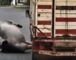 Vídeo: Boi foge de caminhão, percorre ruas e acaba abatido em Soledade de Minas