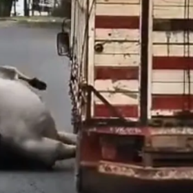 Vídeo: Boi foge de caminhão, percorre ruas e acaba abatido em Soledade de Minas