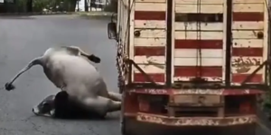 Vídeo: Boi foge de caminhão, percorre ruas e acaba abatido em Soledade de Minas