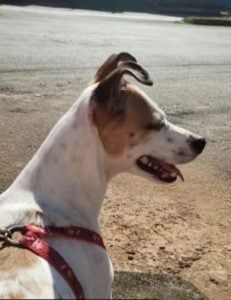 Cachorro desaparece no Bairro São Judas e família pede ajuda para localizá-lo