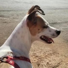 Cachorro desaparece no Bairro São Judas e família pede ajuda para localizá-lo
