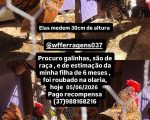Galinhas de estimação são furtadas no Niterói e família promete recompensa