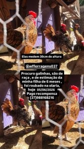 Galinhas de estimação são furtadas no Niterói e família promete recompensa