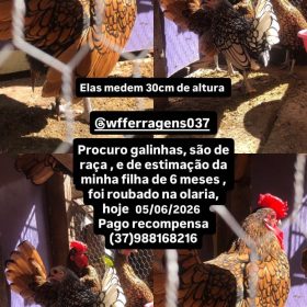 Galinhas de estimação são furtadas no Niterói e família promete recompensa