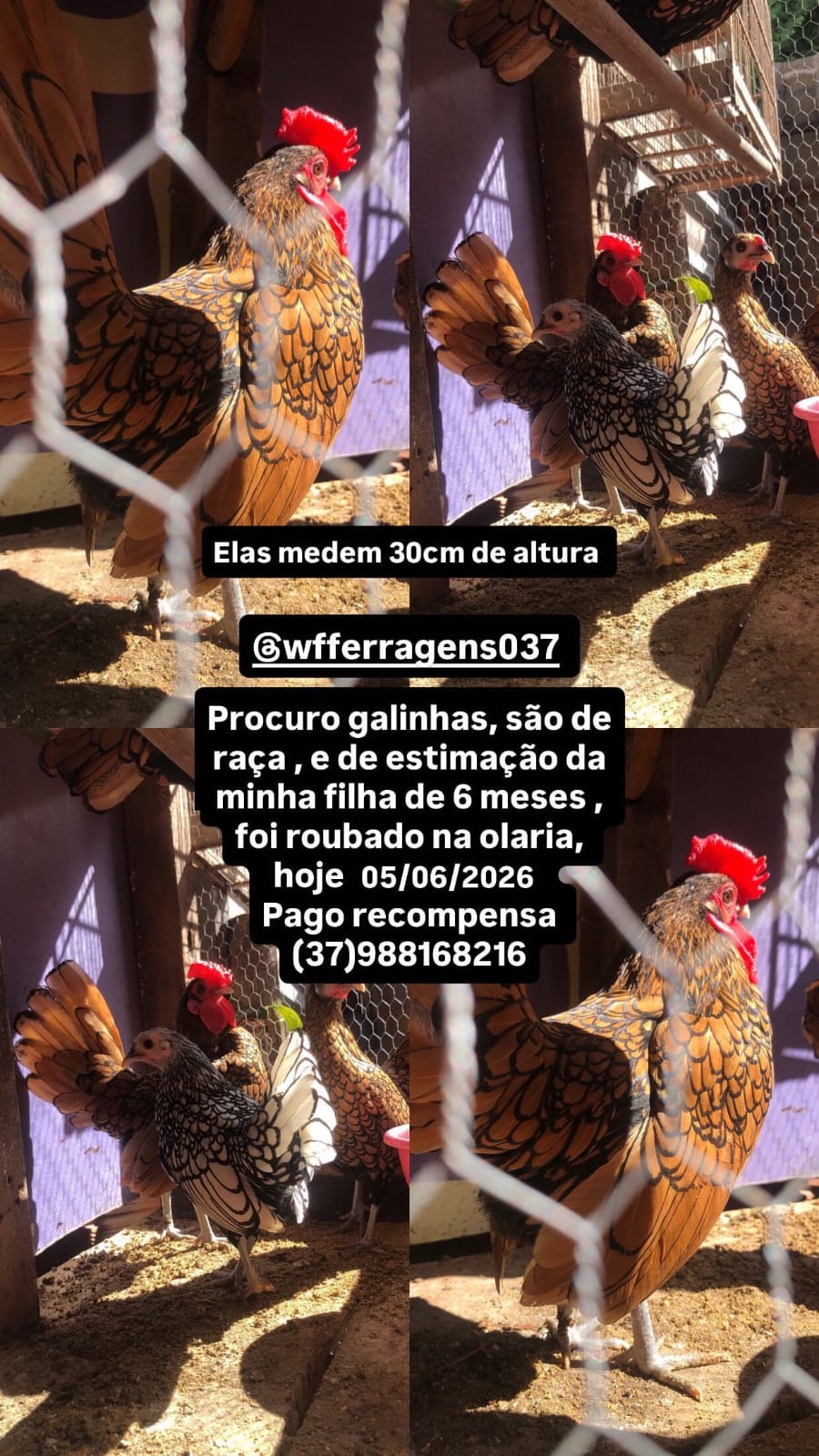 Galinhas de estimação são furtadas no Niterói e família promete recompensa