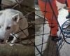 Cão fica com a cabeça presa em grade de portão e mobiliza bombeiros em Formiga
