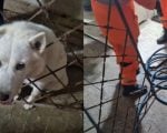 C&atilde;o fica com a cabe&ccedil;a presa em grade de port&atilde;o e mobiliza bombeiros em Formiga