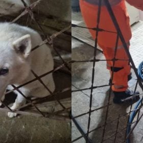 Cão fica com a cabeça presa em grade de portão e mobiliza bombeiros em Formiga