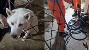 Cão fica com a cabeça presa em grade de portão e mobiliza bombeiros em Formiga