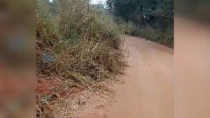 Vídeo: Morador denuncia mato alto e alerta para riscos em trecho da MG-430 em São Gonçalo do Pará