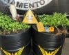 Operação da PM localiza 29 pés de maconha e mais de 1 kg de crack em Itaúna