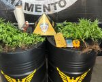 Opera&ccedil;&atilde;o da PM localiza 29 p&eacute;s de maconha e mais de 1 kg de crack em Ita&uacute;na
