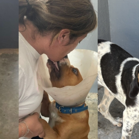 Mais de 300 animais acolhidos: Centro de Acolhimento Transitório e Adoção celebra um ano de atuação em Divinópolis