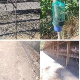 Fiscalização da Polícia Militar Ambiental na Granja São Geraldo, em Divinópolis