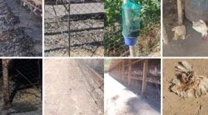 Fiscalização da Polícia Militar Ambiental na Granja São Geraldo, em Divinópolis