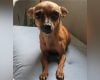 Pinscher desaparecida em Divinópolis chamada Boo