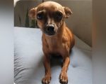 Pinscher desaparecida em Divinópolis chamada Boo