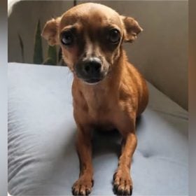 Pinscher desaparecida em Divinópolis chamada Boo