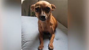 Pinscher desaparecida em Divinópolis chamada Boo