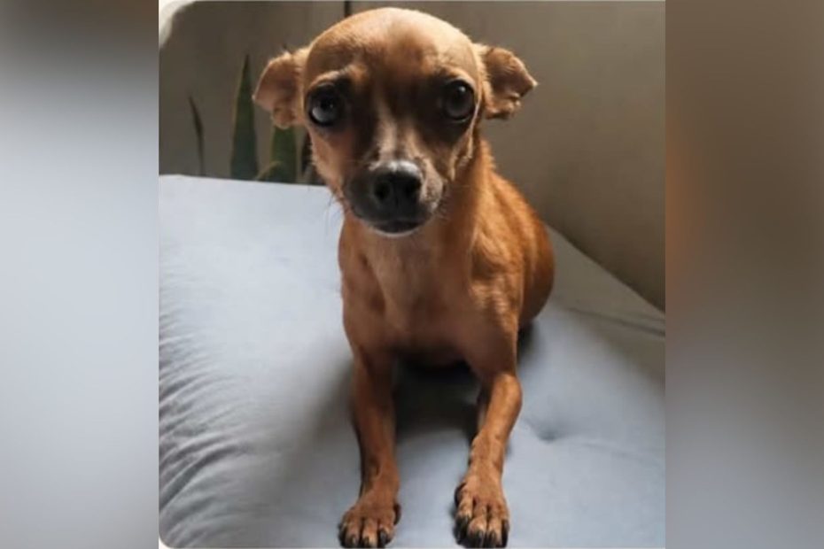 Pinscher desaparecida em Divinópolis chamada Boo