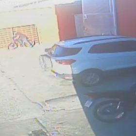 Suspeito de furtar bicicleta em supermercado de São Gonçalo do Pará registrado por câmera de segurança